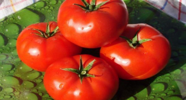 Výhody a poškození rajčat pro lidské tělo